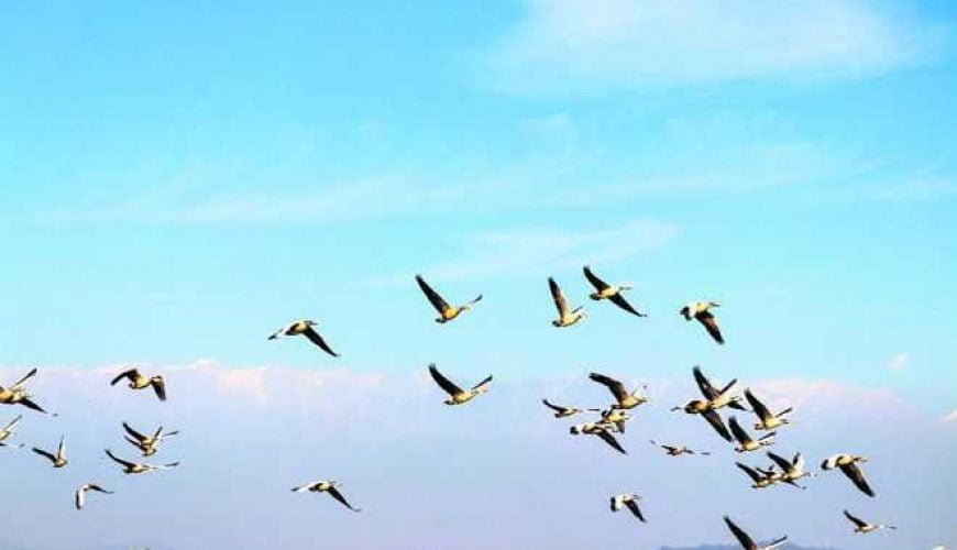 Over 50,000 migratory birds have arrived at HP’s Pong reservoir