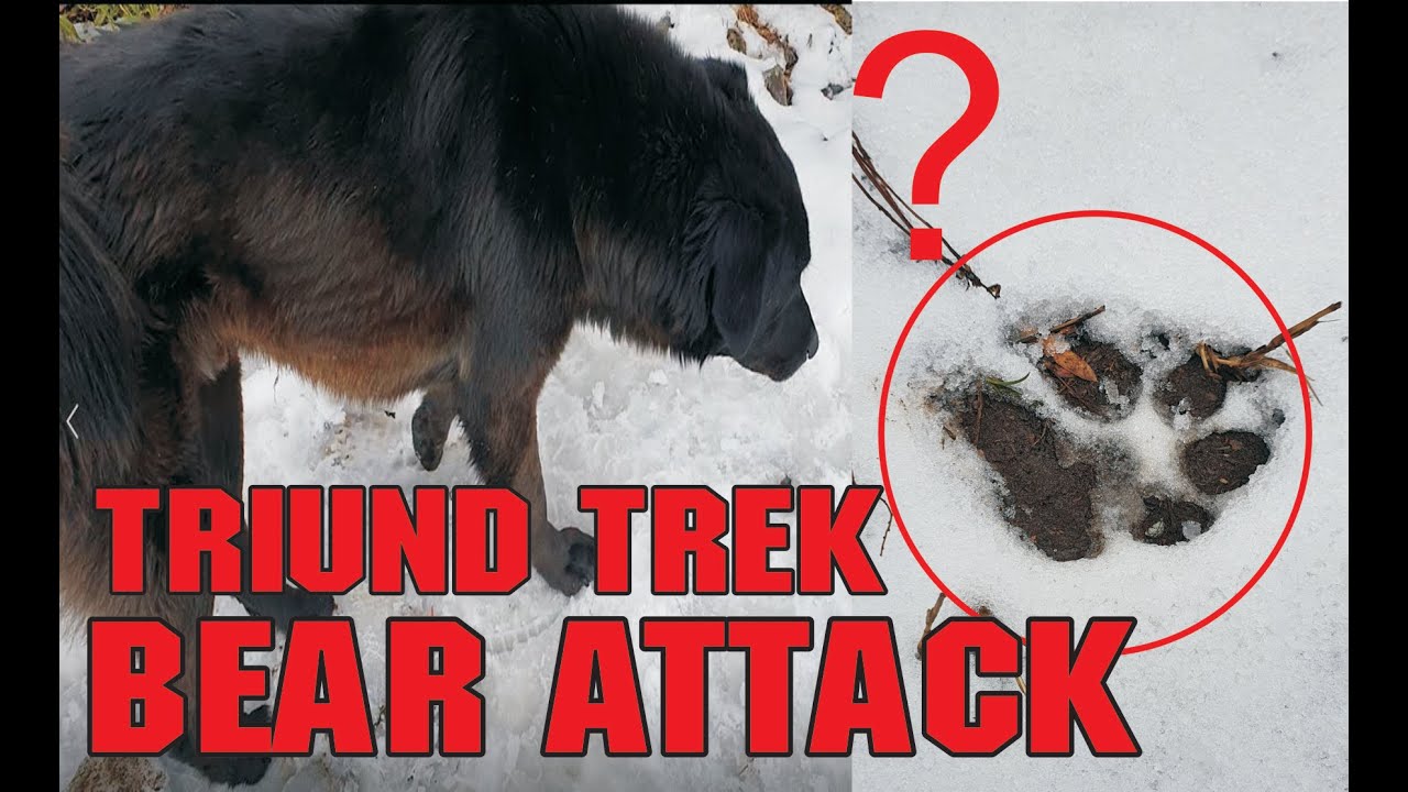Triund Trek 2021 | Bear Attack Trek Gone Wrong (Part 2)