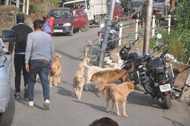 5 come forward to foster stray dogs in Shimla
