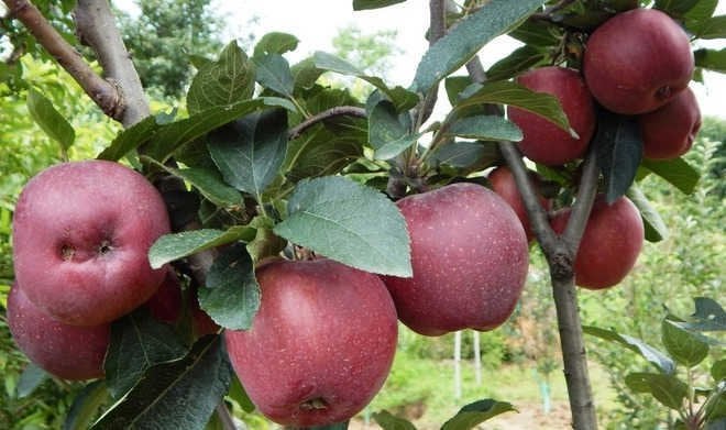 Apple growers in Himachal worried, see huge rivalry from Kashmir