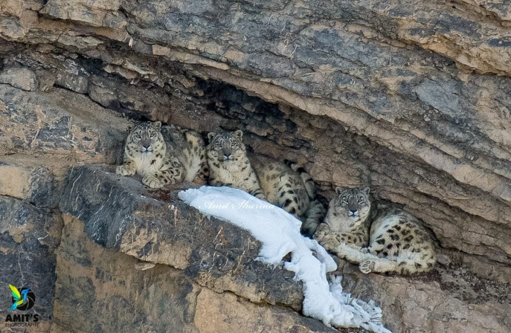 Snow Leopard in Kibber, Spiti valley
