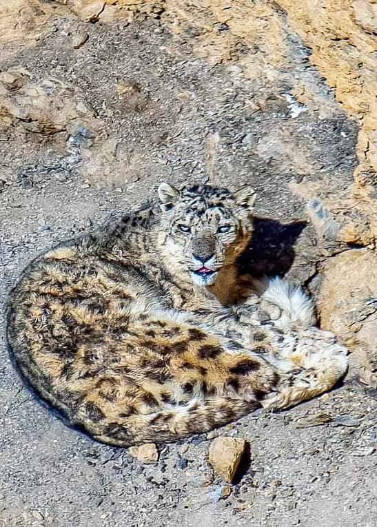 Snow leopard basking in morning sunshine, Kibber wildlife sanctuary, Spiti valley